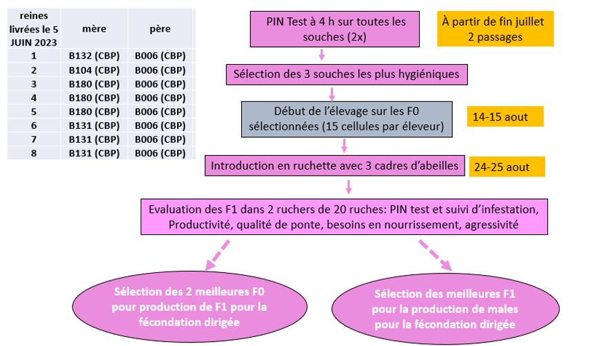 Apisa plan de sélection
